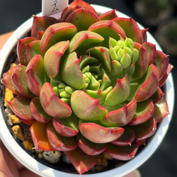 人気原種！☆カンテ 実生 多肉植物 ケーレス 自家実生苗 多肉植物 美