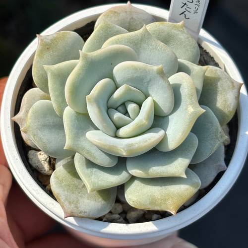 多肉植物 レア品種 Let's Be 多肉植物 レア品種 Let's Be 多肉植物