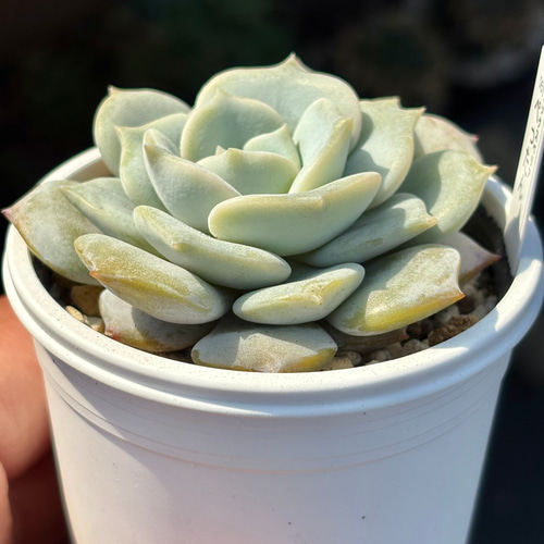 レア品種！【現品】 ☆ぺったん 多肉植物 自家繁殖 国産 多肉植物 美