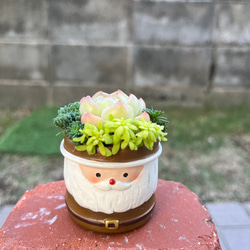 ☆送料無料☆♡そのまま飾れる♡クリスマス☆トナカイの多肉植物寄せ