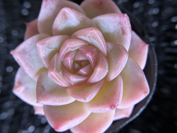 多肉植物　エケベリア　桜ミルクキャンディー　5.5cm  抜き苗　1株 1枚目の画像