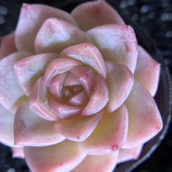 多肉植物　エケベリア　桜ミルクキャンディー　5.5cm  抜き苗　1株 2枚目の画像