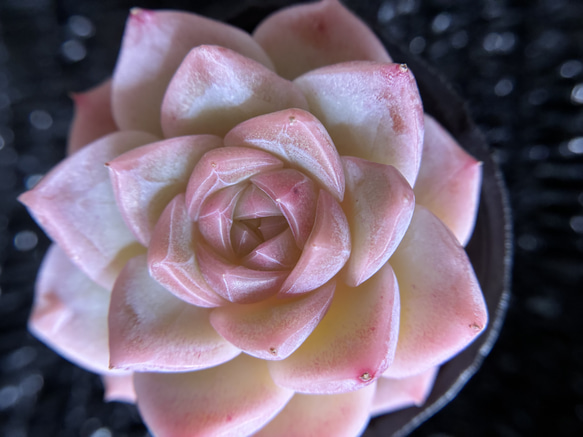 多肉植物　エケベリア　桜ミルクキャンディー　5.5cm  抜き苗　1株 2枚目の画像