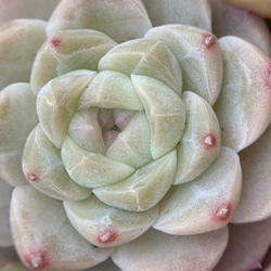 多肉植物 リトープス 白曲玉C244 大玉 1.6cm以上 抜き苗 1株 多肉植物