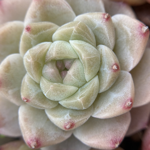 多肉植物 エケベリア 桜ミルクキャンディー 5cm 抜き苗 1株 多肉植物