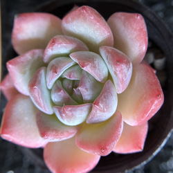 お買い得 早い者勝ち 人気ドロサンテマム キラキラ 20品種 2025 超豪華