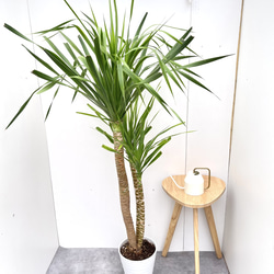 ドラセナ コンシンネ マジェンタ 8【現品】観葉植物 室内 大型 その他