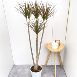 ドラセナ コンシンネ マジェンタ 8【現品】観葉植物 室内 大型 その他