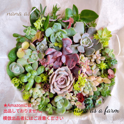 多肉植物寄せ植えセット のおすすめ人気通販 検索結果｜Creema