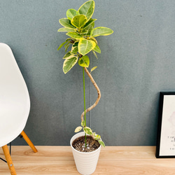 ［現品］13番　フィカス　アルテシマ　曲がり　8号　観葉植物　おしゃれ　ゴムの木 現品］4番 大人気！ フィカス アルテシマ 曲がり 8号 観葉植物