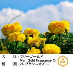 NOTO マリーゴールド 10ml MARIGOLD 千寿菊　フレグランスアロマオイル 2枚目の画像