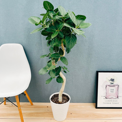 現品］☆人気☆ 15A フィロデンドロン ジャイアントザナドゥ 幹