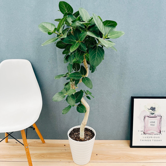 フィカス ベンガレンシス 8寸 曲がり幹太 現品］☆おすすめ☆ 9番 フィカス ベンガレンシス 曲がり 8号 観葉植物