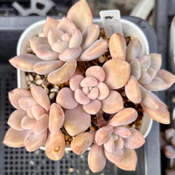 お買い得♪韓国苗7点セット 多肉植物 寄せ植え 多肉植物 プクニク 通販