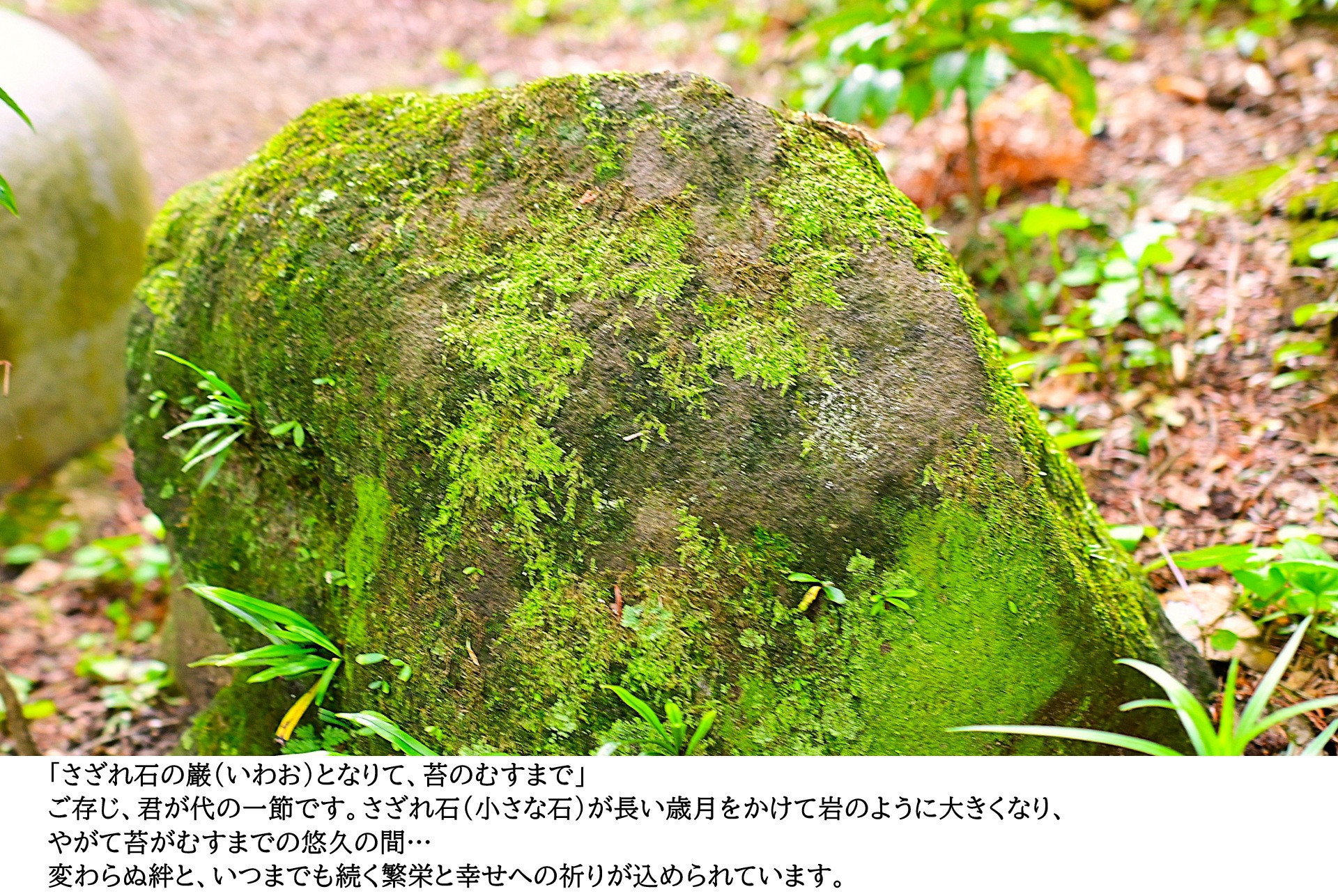 【ギフト専門】苔テラリウム 10cm ＜峡谷＞タイプ（選べる天然石のさざれ石）