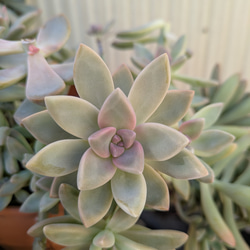 多肉植物 桜牡丹 ゴースティ カット苗 1つ 多肉植物 ミクロ 通販