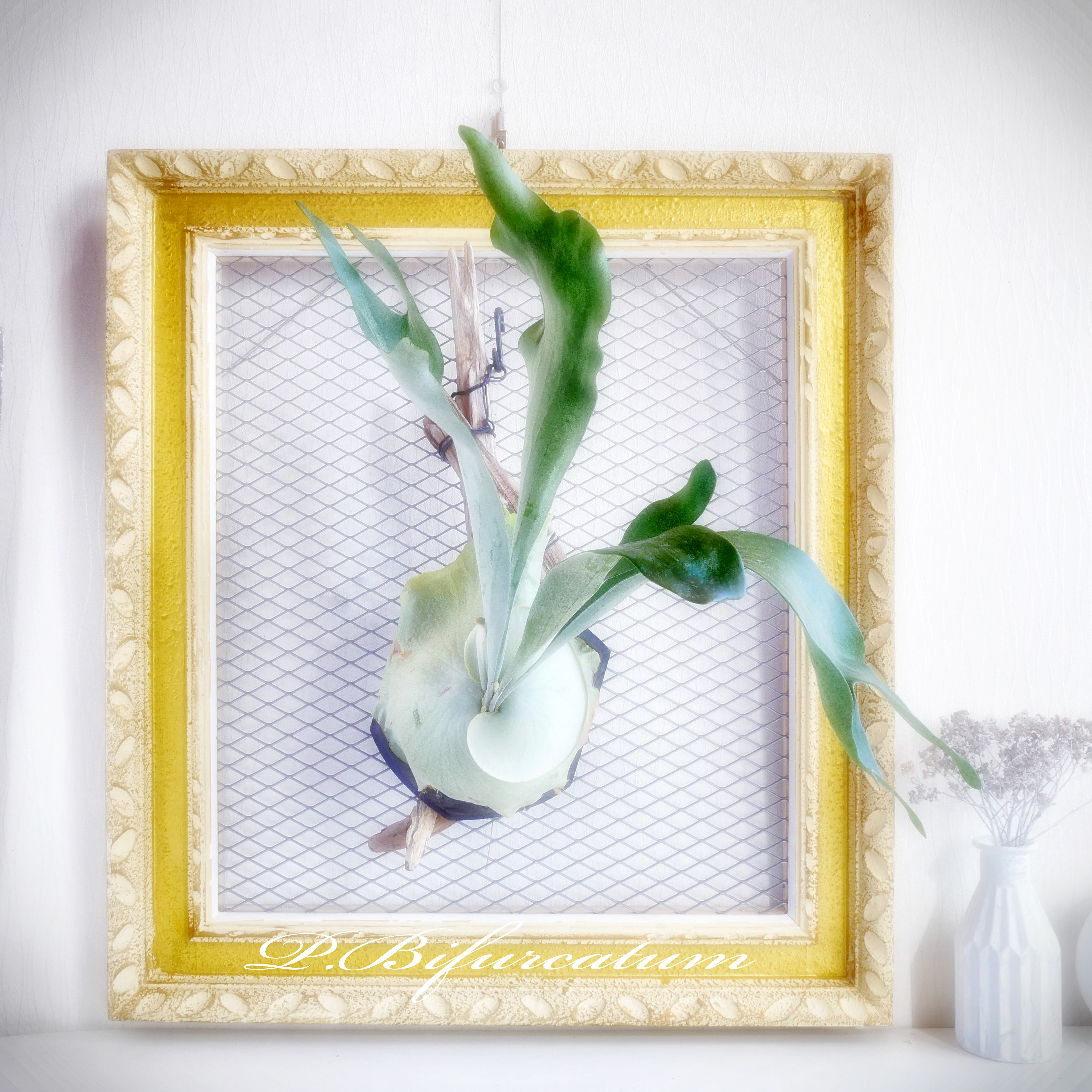 送料無料❣️ビカクシダ⭕️ビフルカツム⭕️流木スタイル　コウモリラン　NZ産最高級水苔使用 自分へのご褒美に❣️