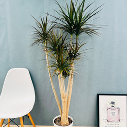 ［現品］【希少】14番　ドラセナコンシンネ　マジナータゴールド　8号　室内　大型 現品］【希少】14番 ドラセナコンシンネ マジナータゴールド 8号 室内