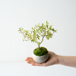 斑入りギンバイカ｜ベージュのうつわ 3枚目の画像