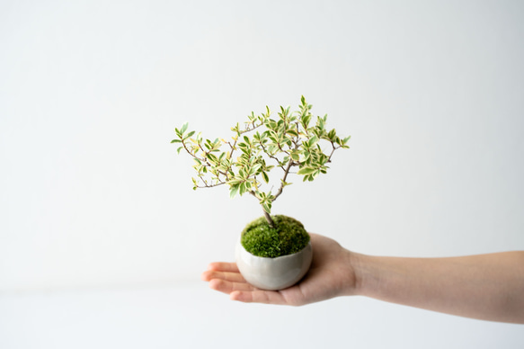 斑入りギンバイカ｜ベージュのうつわ 3枚目の画像