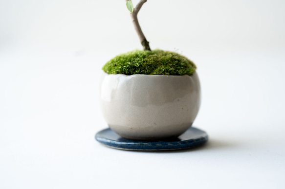 斑入りギンバイカ｜ベージュのうつわ 6枚目の画像