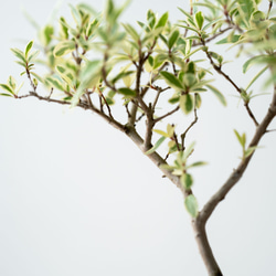 斑入りギンバイカ｜ベージュのうつわ 5枚目の画像