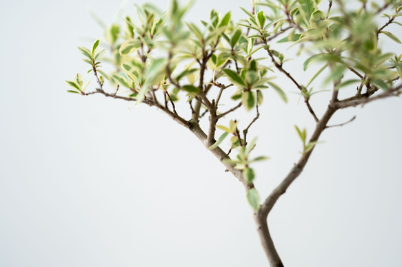 斑入りギンバイカ｜ベージュのうつわ 5枚目の画像