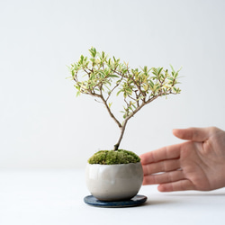 斑入りギンバイカ｜ベージュのうつわ 2枚目の画像