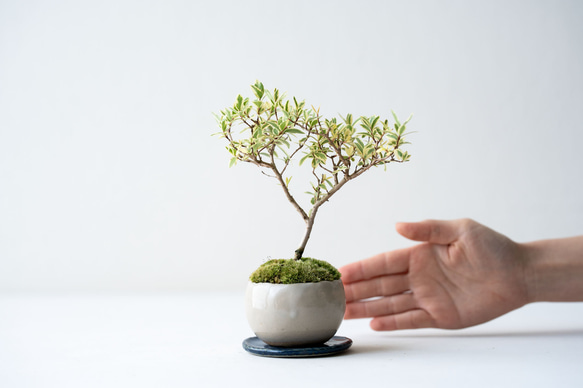 斑入りギンバイカ｜ベージュのうつわ 2枚目の画像