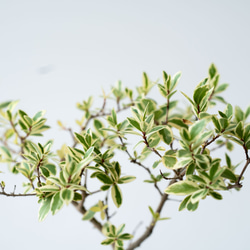 斑入りギンバイカ｜ベージュのうつわ 4枚目の画像