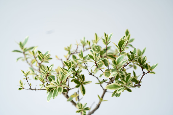 斑入りギンバイカ｜ベージュのうつわ 4枚目の画像