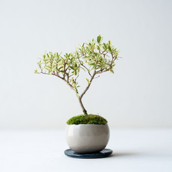 キンズのミニ盆栽｜結晶のうつわ 盆栽 Sekibokka 通販 10913424