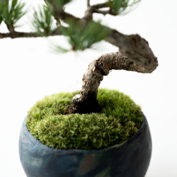 銀八房ゴヨウマツ｜Limited color 6枚目の画像