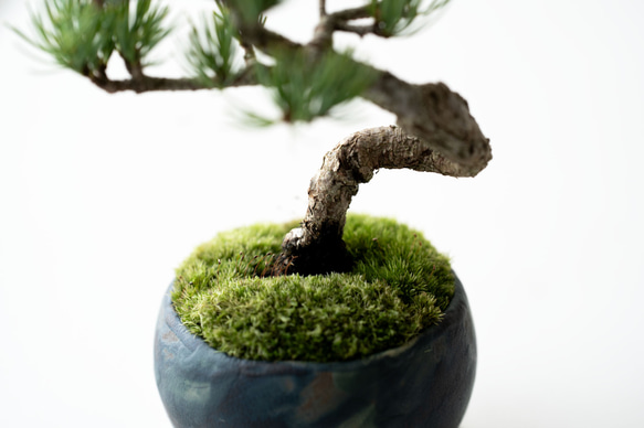 銀八房ゴヨウマツ｜Limited color 6枚目の画像