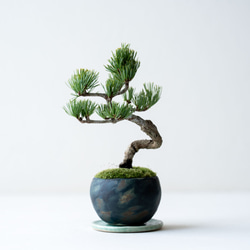 銀八房ゴヨウマツ｜Limited color 1枚目の画像