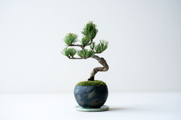 銀八房ゴヨウマツ｜Limited color 1枚目の画像