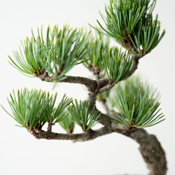 銀八房ゴヨウマツ｜Limited color 5枚目の画像