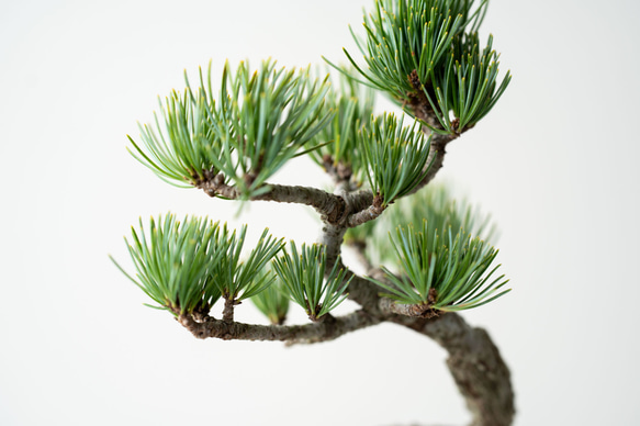 銀八房ゴヨウマツ｜Limited color 5枚目の画像