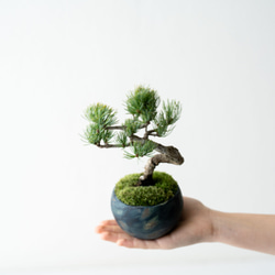 銀八房ゴヨウマツ｜Limited color 3枚目の画像