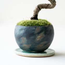 銀八房ゴヨウマツ｜Limited color 7枚目の画像