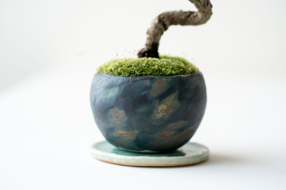 銀八房ゴヨウマツ｜Limited color 7枚目の画像