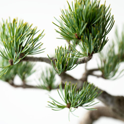 銀八房ゴヨウマツ｜Limited color 4枚目の画像