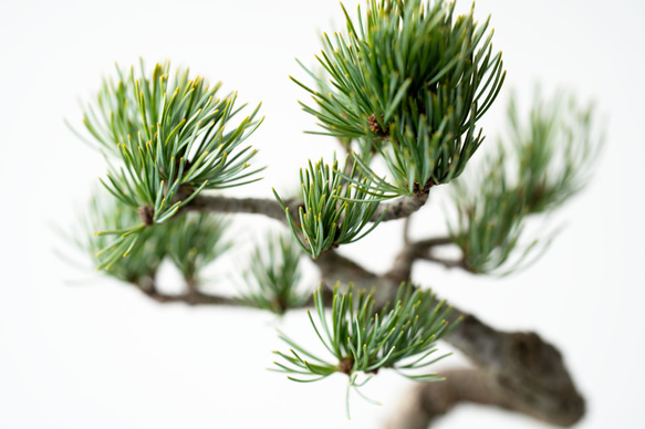 銀八房ゴヨウマツ｜Limited color 4枚目の画像