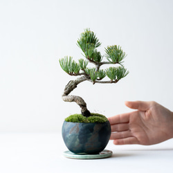 銀八房ゴヨウマツ｜Limited color 2枚目の画像