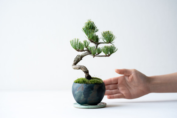 銀八房ゴヨウマツ｜Limited color 2枚目の画像