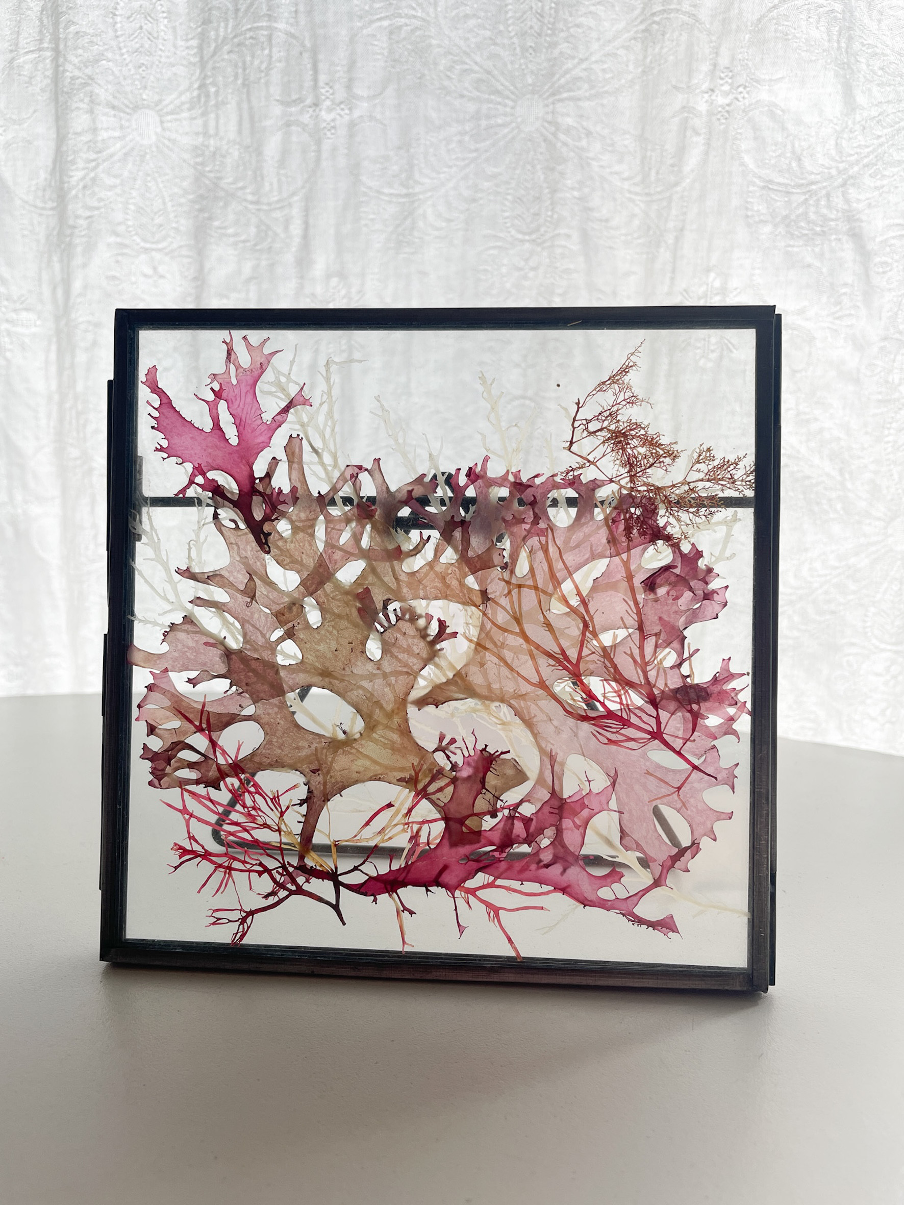 送料無料 ボタニカルアート 海藻コラージュ アイアン額入り