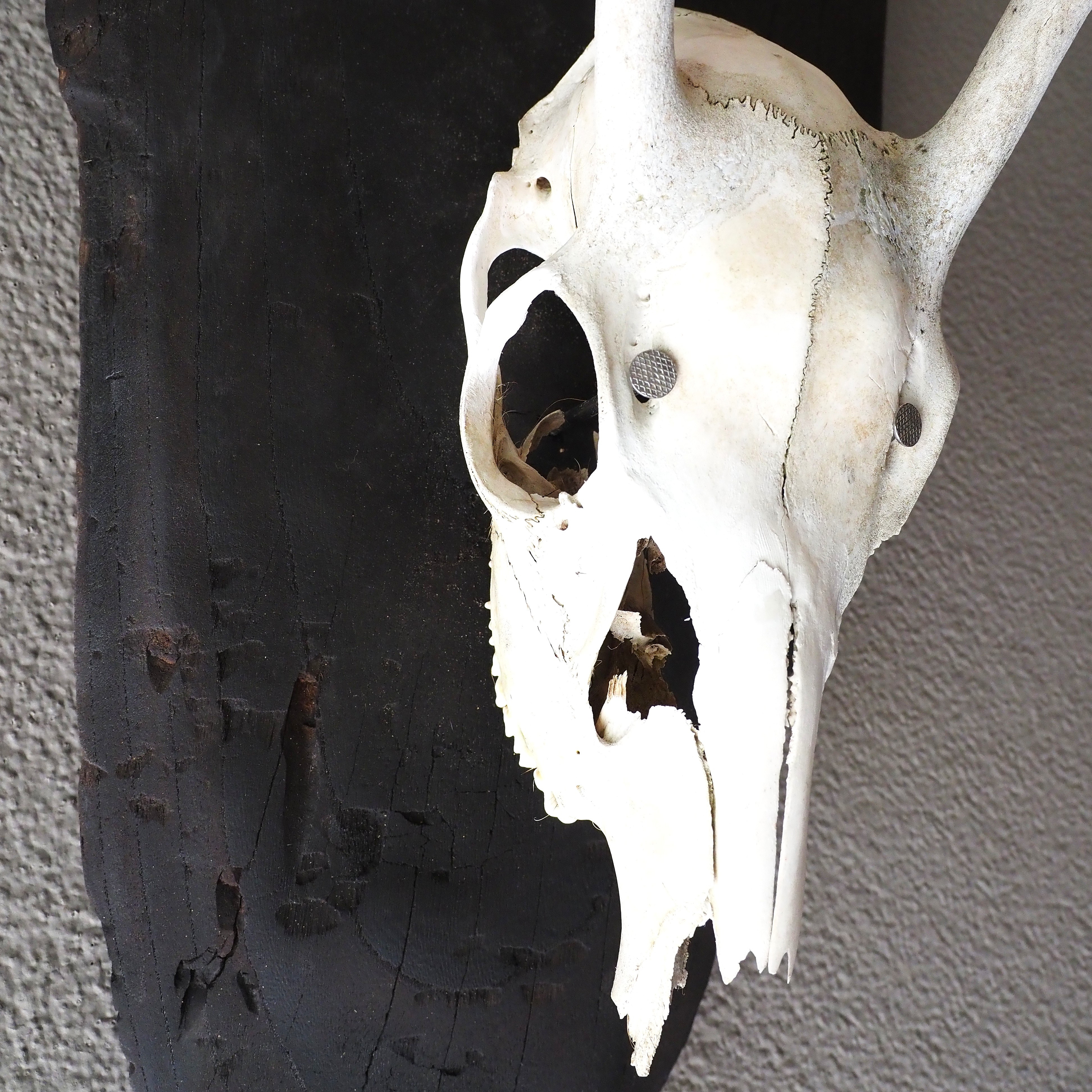 鹿の頭蓋骨の壁掛け飾り スカルオブジェ【燃えた古材の台座】