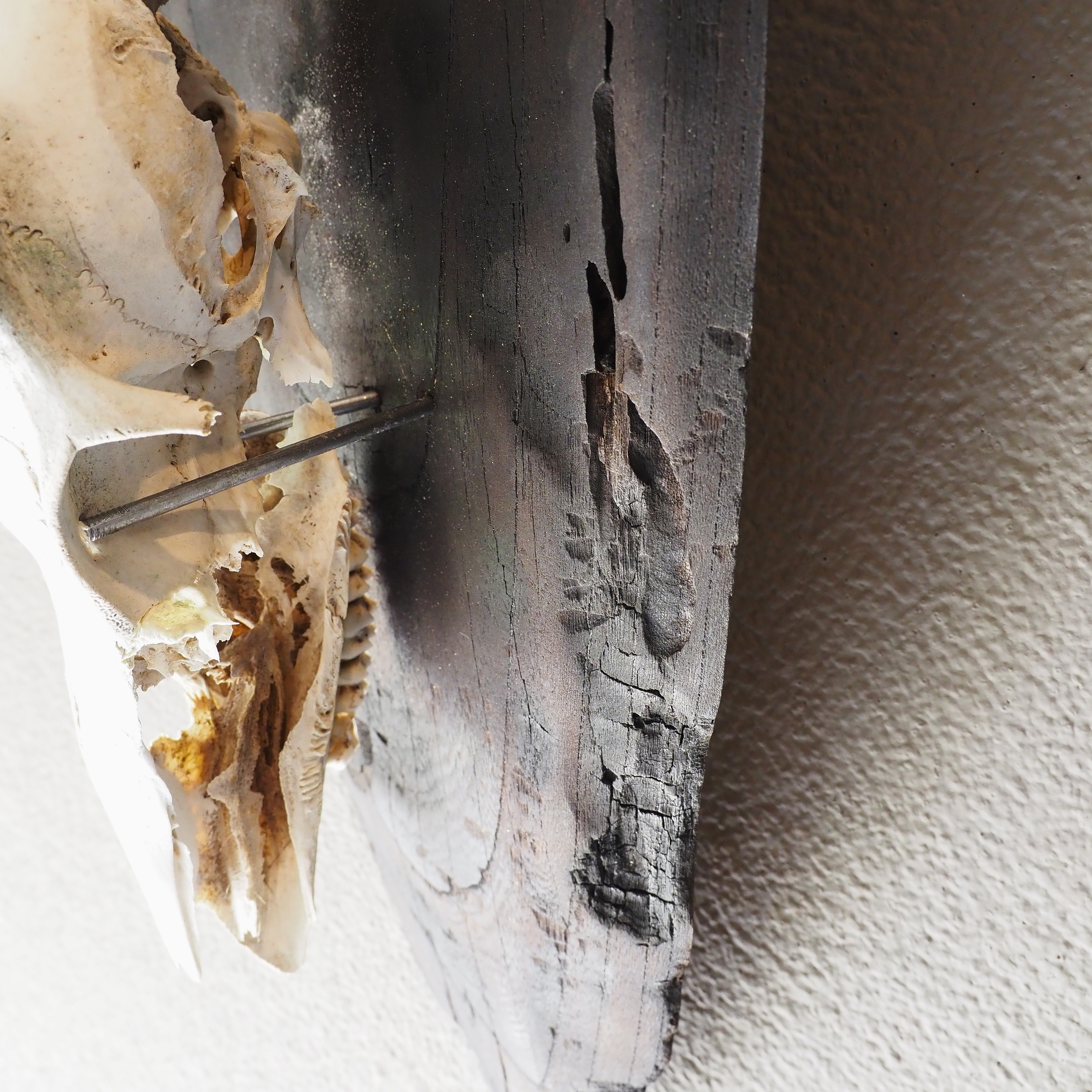 鹿の頭蓋骨の壁掛け飾り スカルオブジェ【燃えた古材の台座】