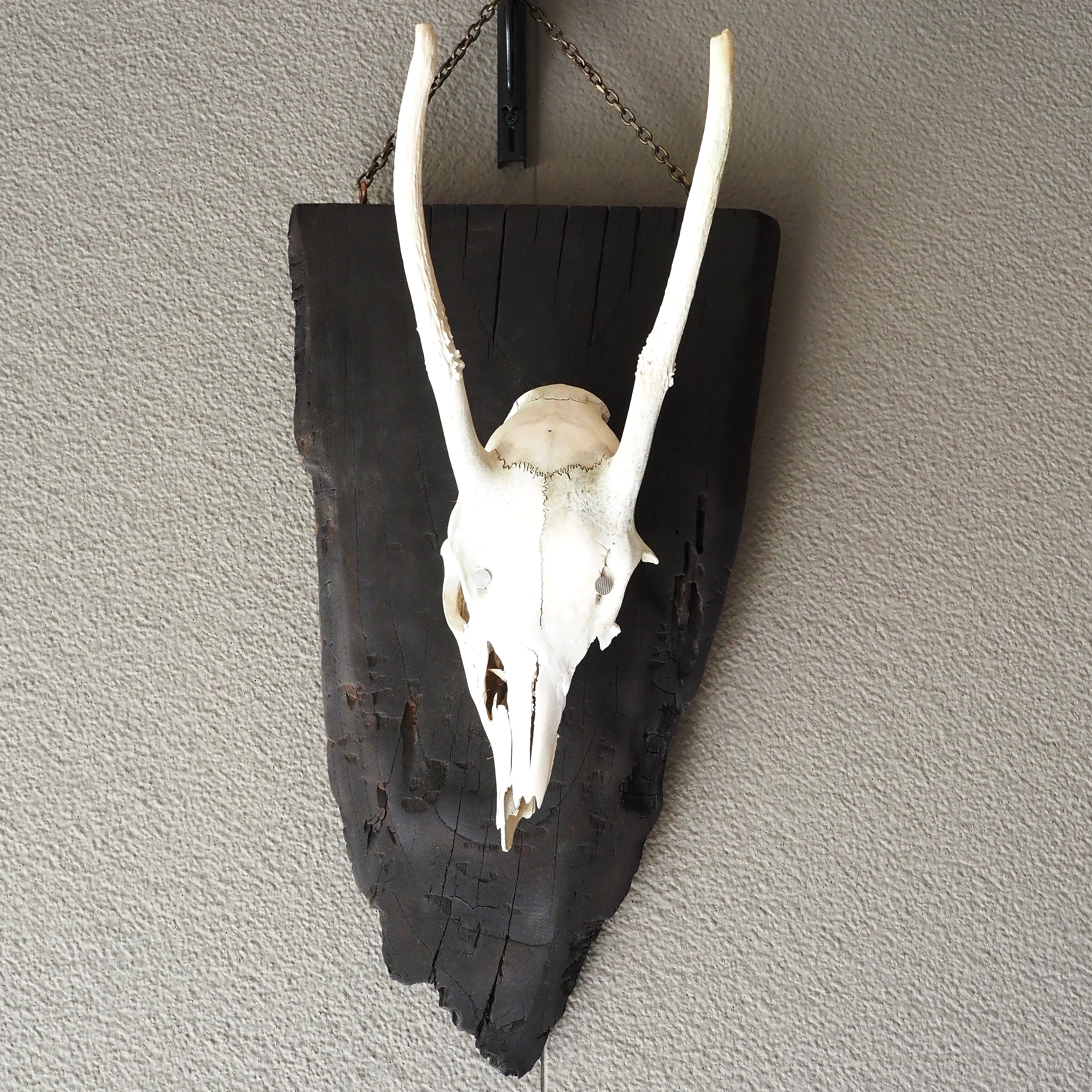 鹿の頭蓋骨の壁掛け飾り スカルオブジェ【燃えた古材の台座】