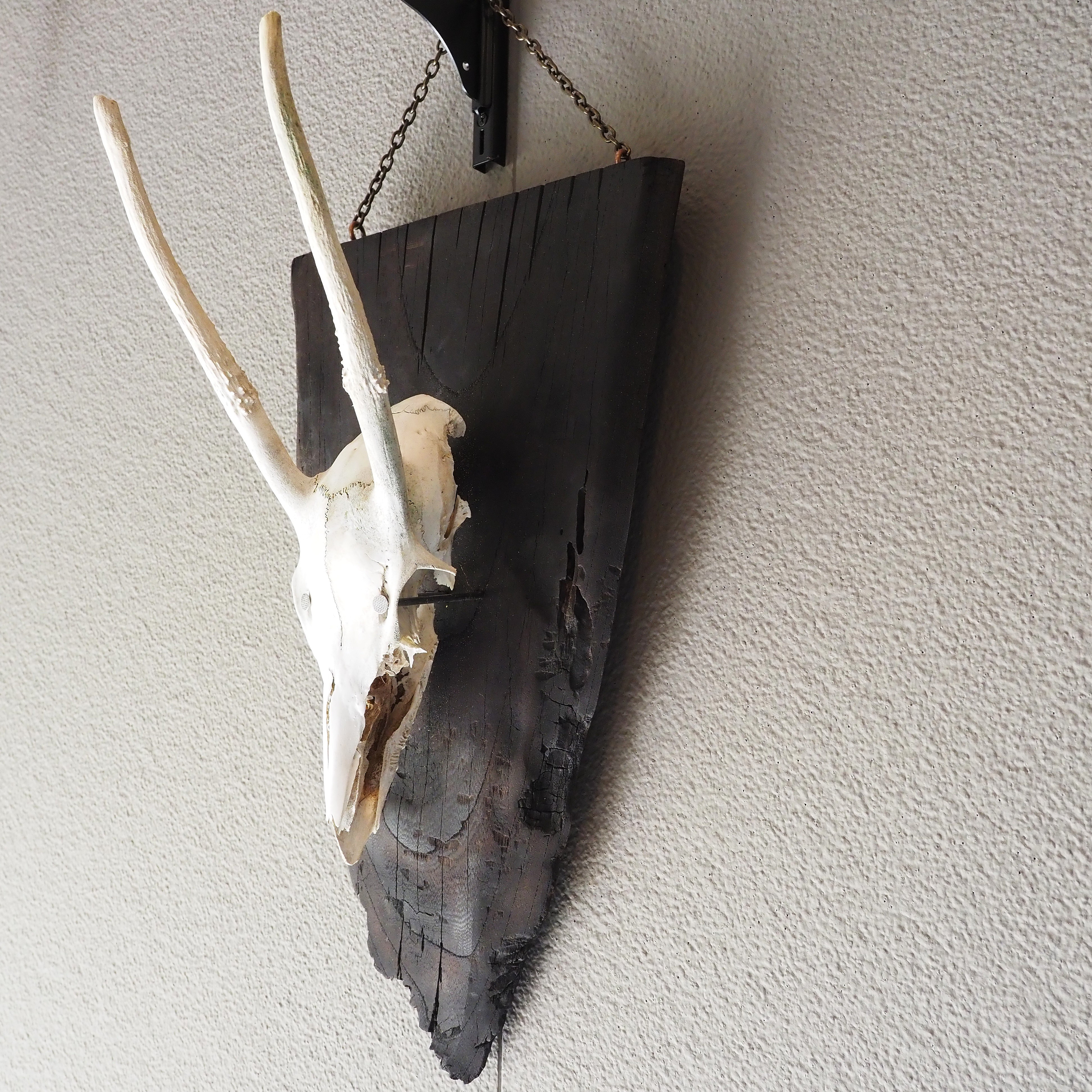 鹿の頭蓋骨の壁掛け飾り スカルオブジェ【燃えた古材の台座】